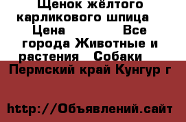 Щенок жёлтого карликового шпица  › Цена ­ 50 000 - Все города Животные и растения » Собаки   . Пермский край,Кунгур г.